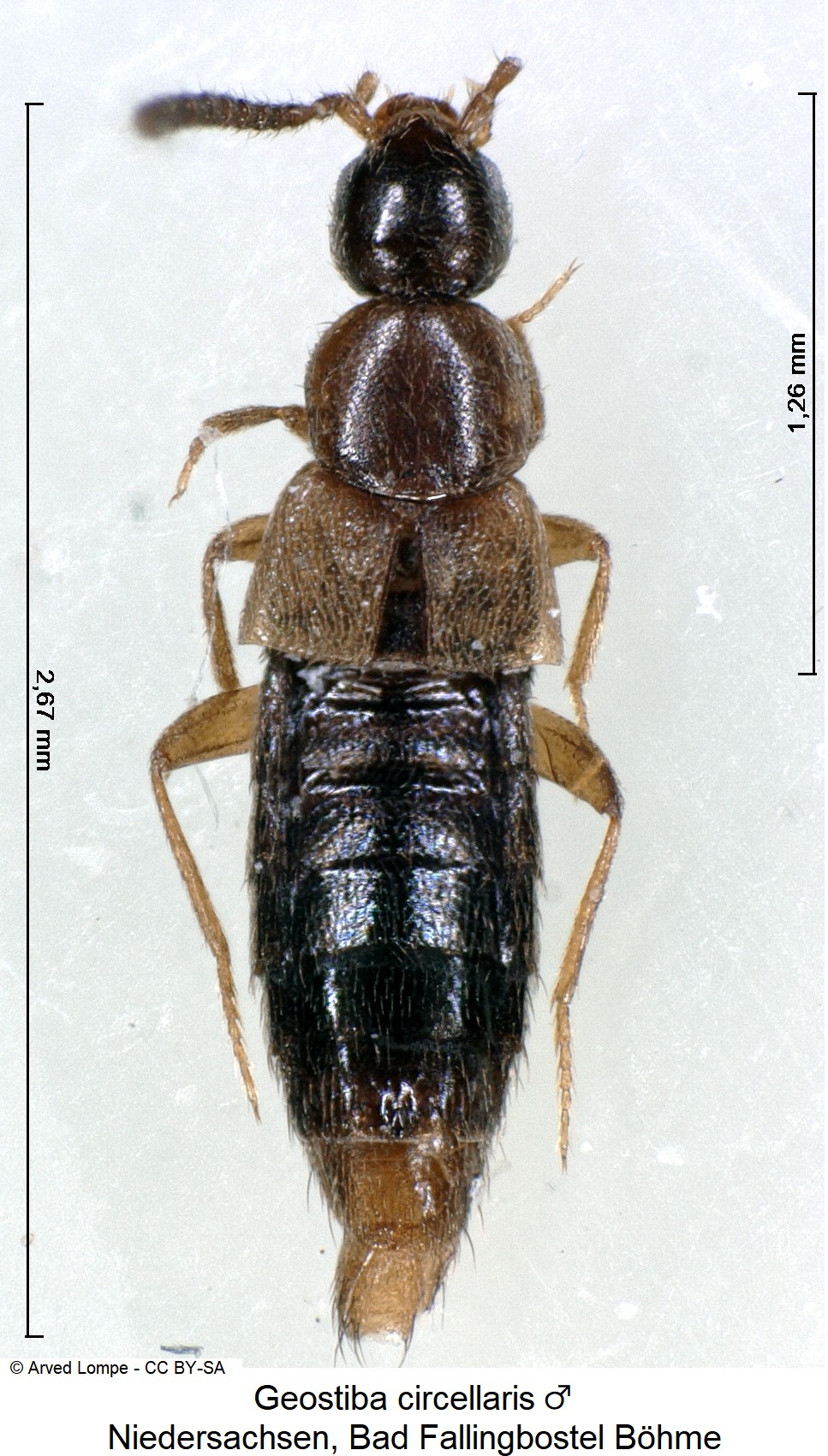 geostiba circellaris_m_ck29727184_hab.jpg